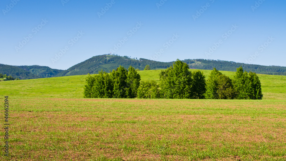 Field during the springtime