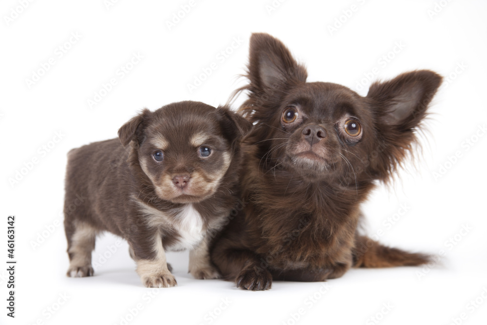 Fototapeta premium Chihuahua pup isolated on white background
