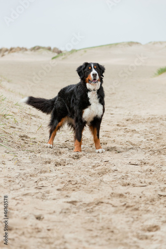 Happy playful berner sennen dog outdoors in dune landscape.