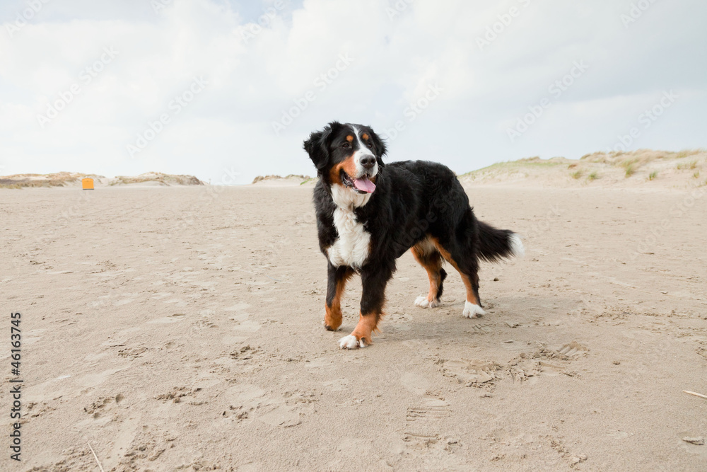 Happy playful berner sennen dog outdoors in dune landscape. Happy playful berner sennen dog outdoors in dune landscape.