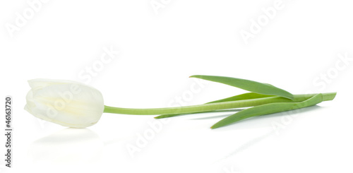 Lying white tulip