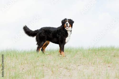 Happy playful berner sennen dog outdoors in dune landscape. photo