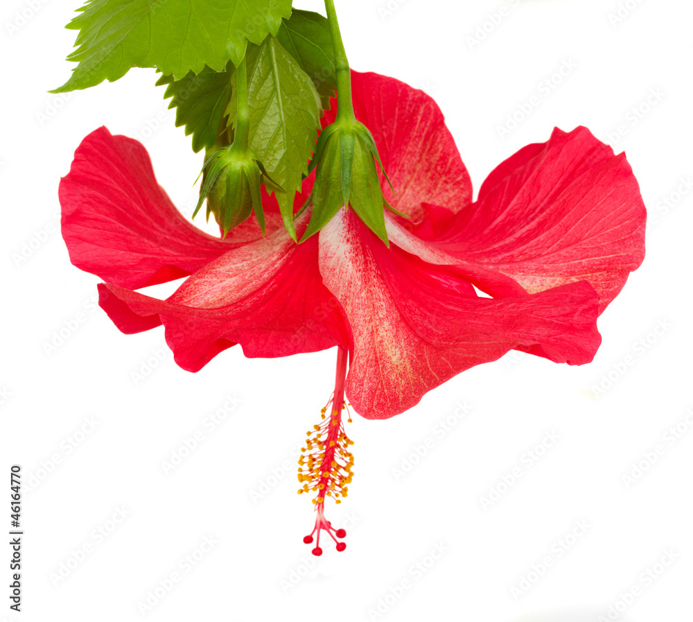 Fototapeta premium red flower of hibiscus