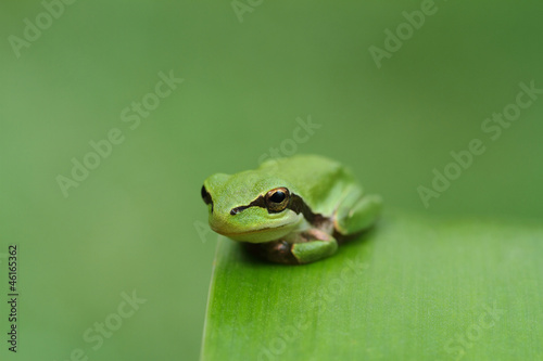 Hyla tree frog on a green leaf