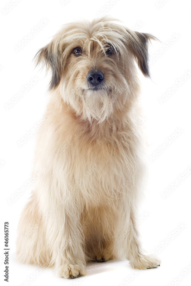 Pyrenean sheepdog