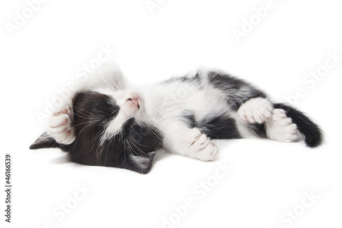 kitten being lazy isolated on white background