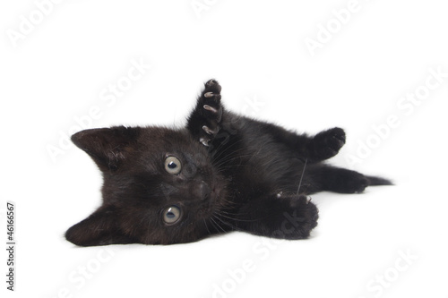 kitten being lazy isolated on white background