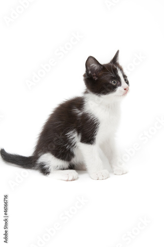 kitten being lazy isolated on white background © By Glamstyle