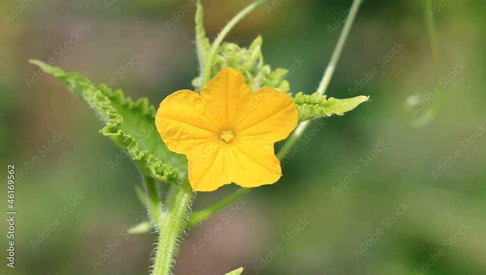 cucumber flower with green garden background,hd clip