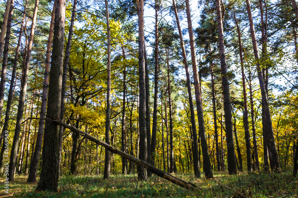 Obraz premium Поляна в лесу