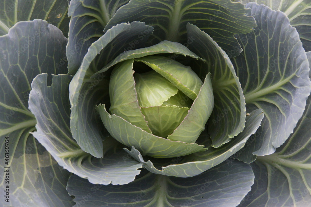 Obraz premium Cabbage a head
