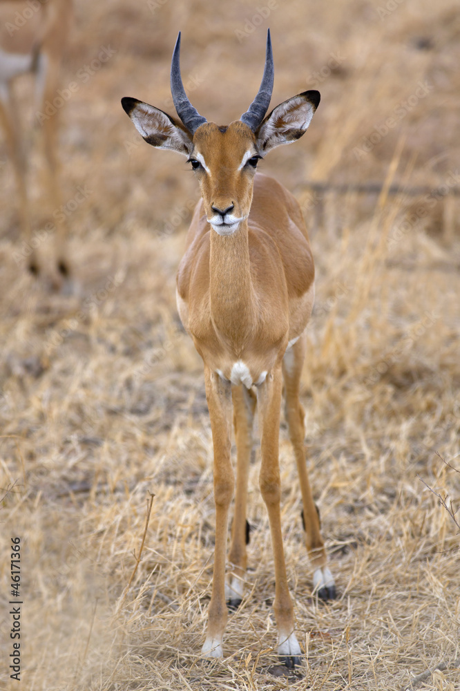 Wild Impala Wild Impala