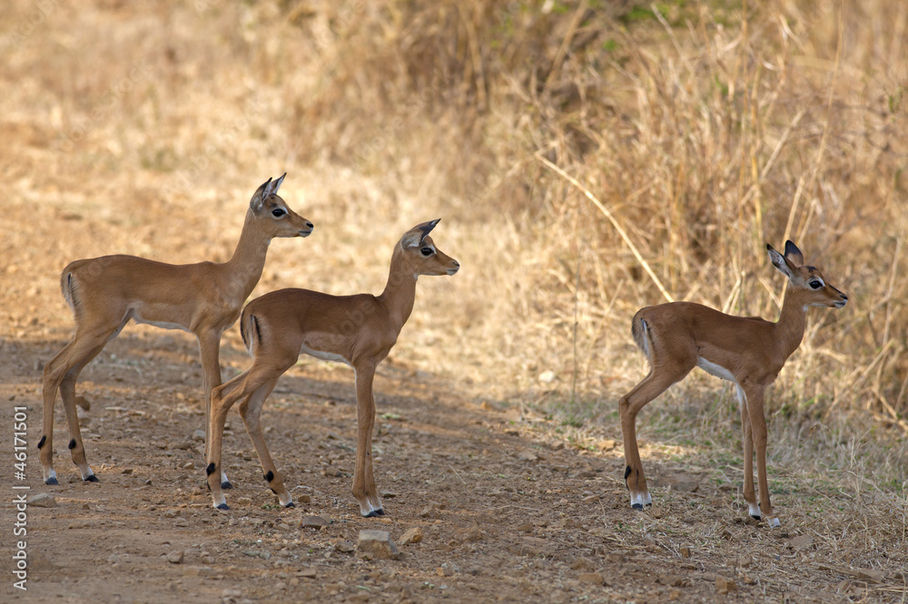 Wild Impala Wild Impala
