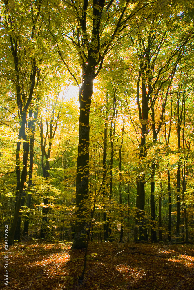 Autumn forest