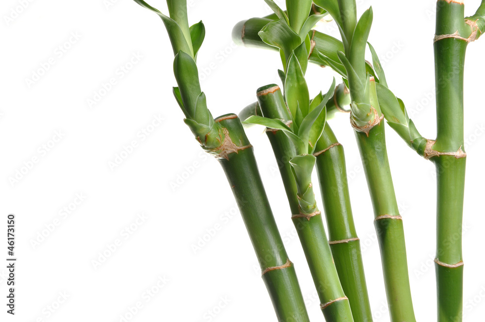 Obraz premium Nature bamboo background
