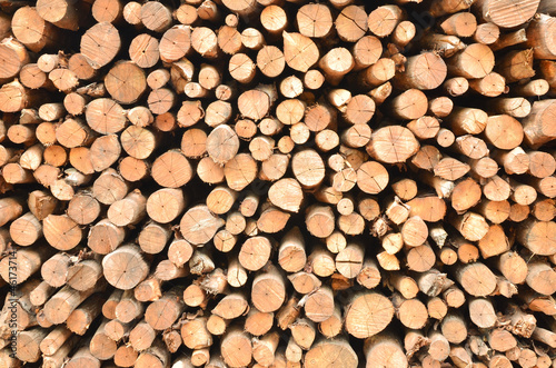 Pile of wood logs