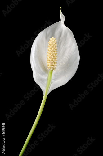 Beautiful White Spathiphyllum (Peace Lily) Flower on Black