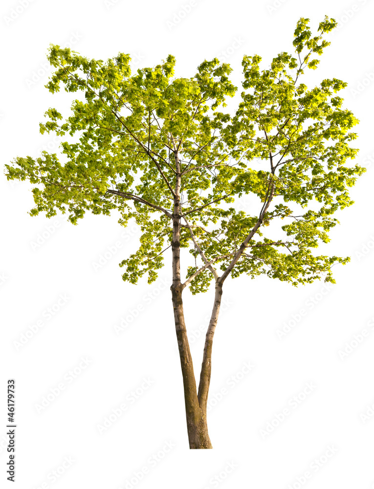 green maple tree isolated on white
