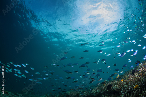 Fototapeta Naklejka Na Ścianę i Meble -  fish on a reef