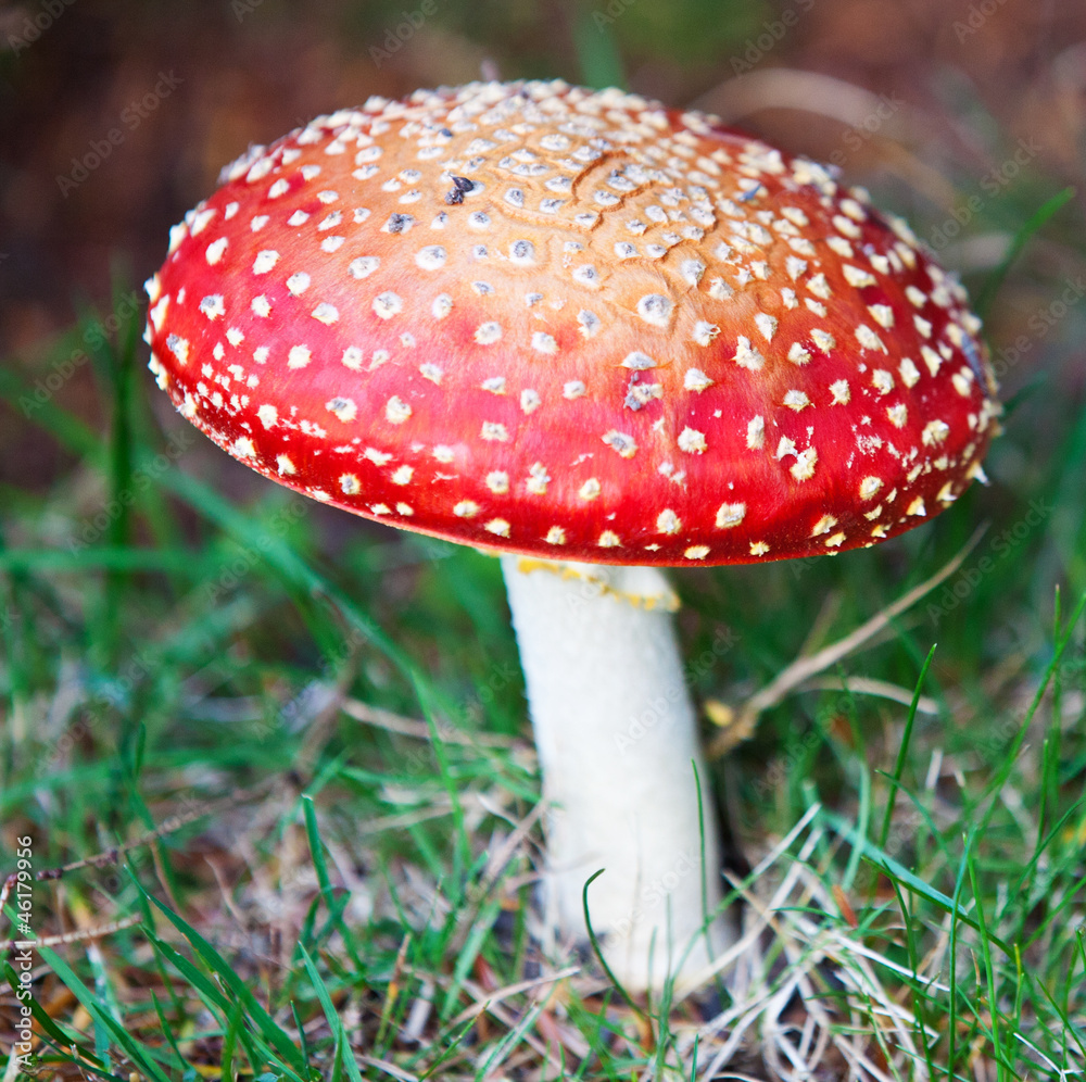 Fliegenpilz Fliegenpilz