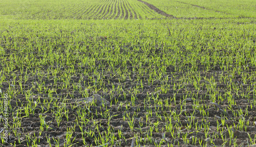 champs de jeunes pousses de céréales