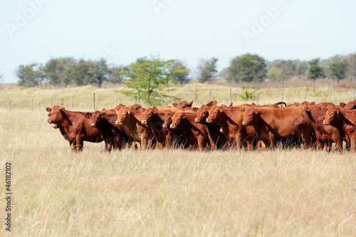 Red angus cattle