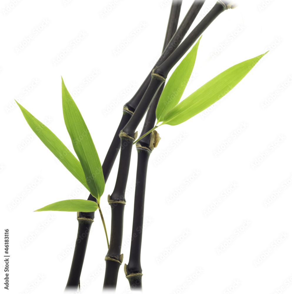 Obraz premium Black Bamboo leaves and stalk
