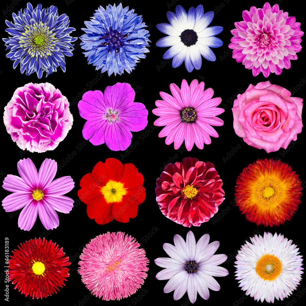 Red, Pink, Purple, Blue and White Flowers Isolated on Black Red, Pink, Purple, Blue and White Flowers Isolated on Black