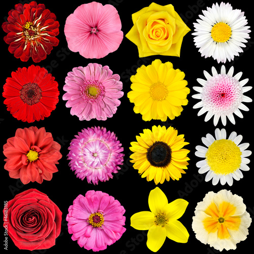 Fototapeta Naklejka Na Ścianę i Meble -  Various White, Yellow, Pink and Red Flowers Isolated on Black