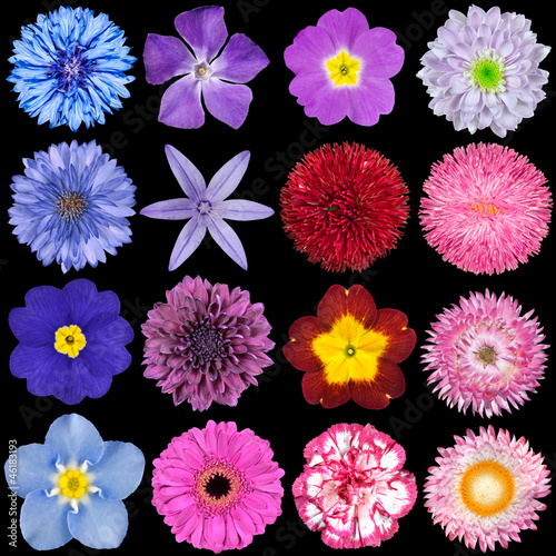 Fototapeta Naklejka Na Ścianę i Meble -  Various Red, Pink, Blue and Purple Flowers Isolated on Black
