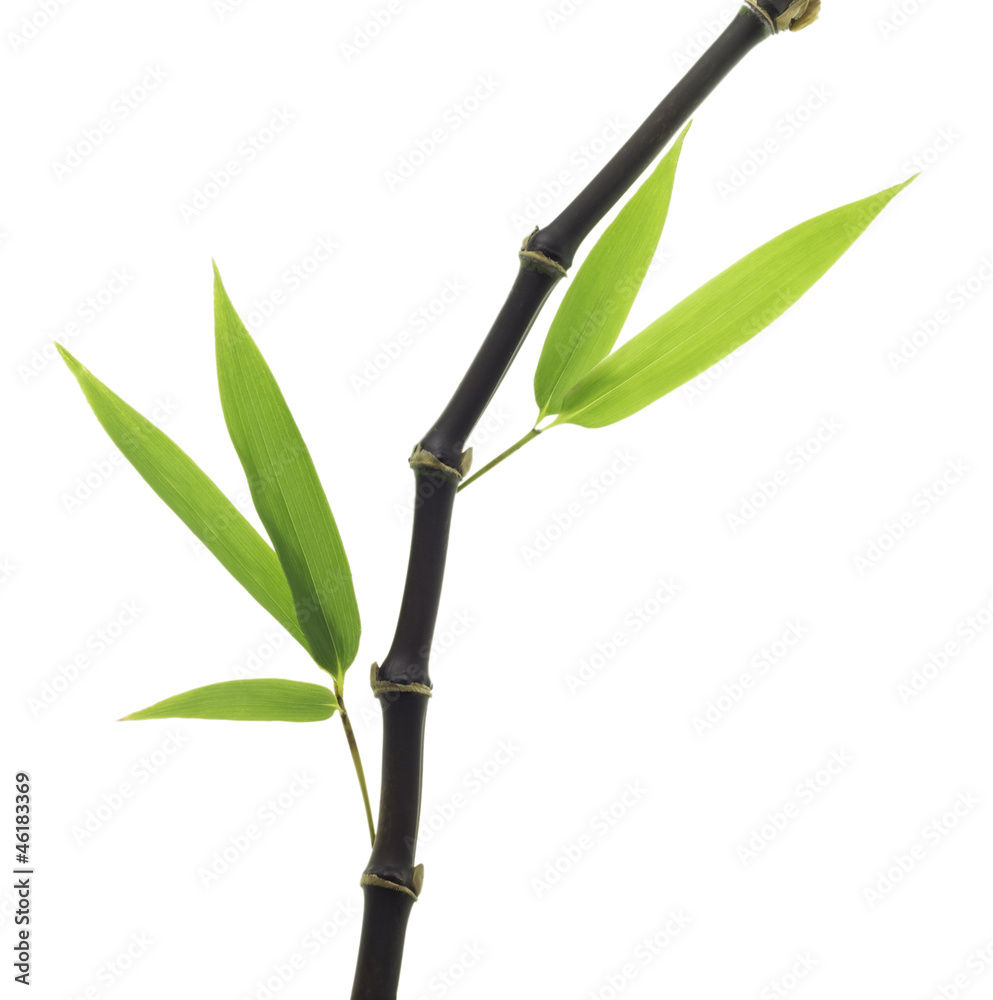 Fototapeta premium Black Bamboo leaves and stalk