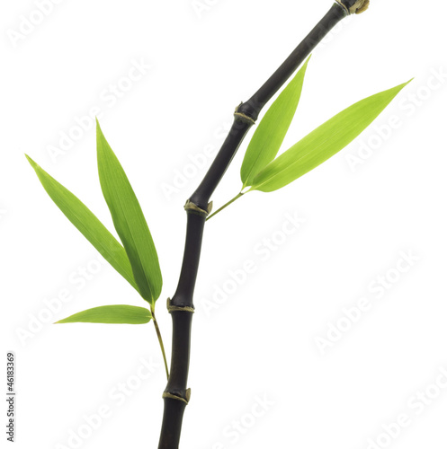 Black Bamboo leaves and stalk