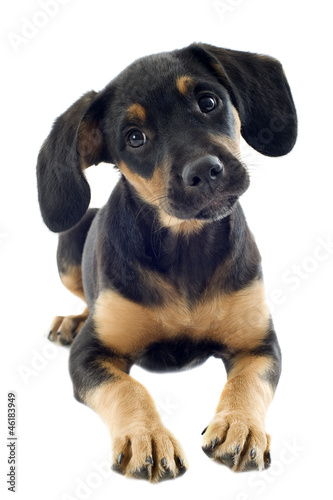 Fototapeta Naklejka Na Ścianę i Meble -  puppy doberman