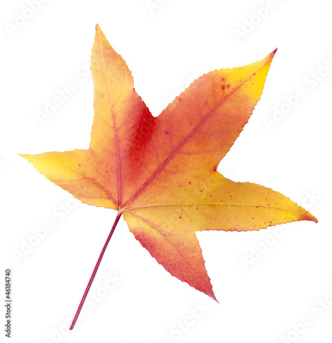 Herbstliches Blatt