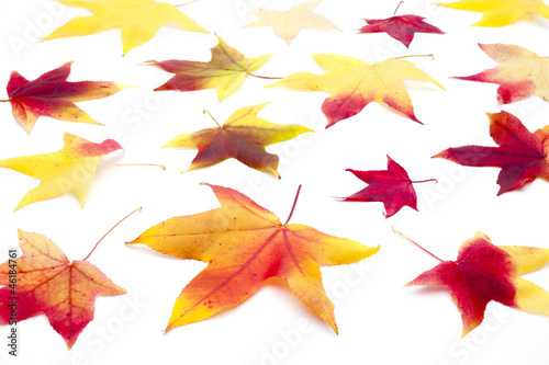 Herbstlaub