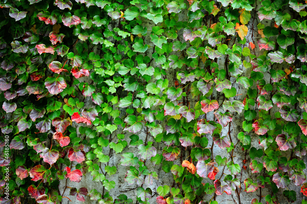 ivy covering wall
