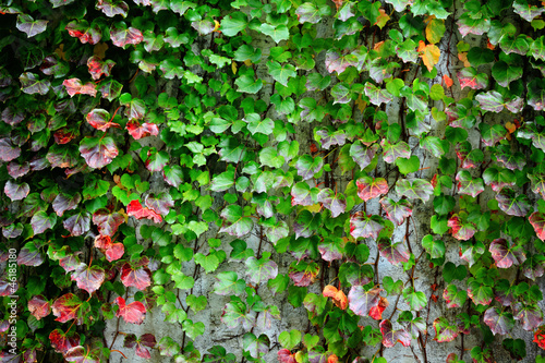 ivy covering wall © leungchopan