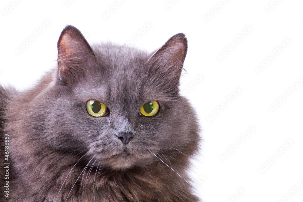 Portrait of grey cat