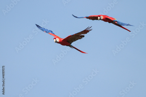 Scarlet Macaws in Flight - 2