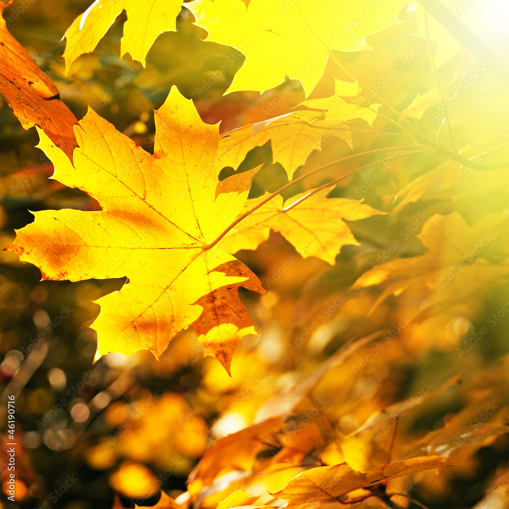 Maple leaves illuminated by the sun