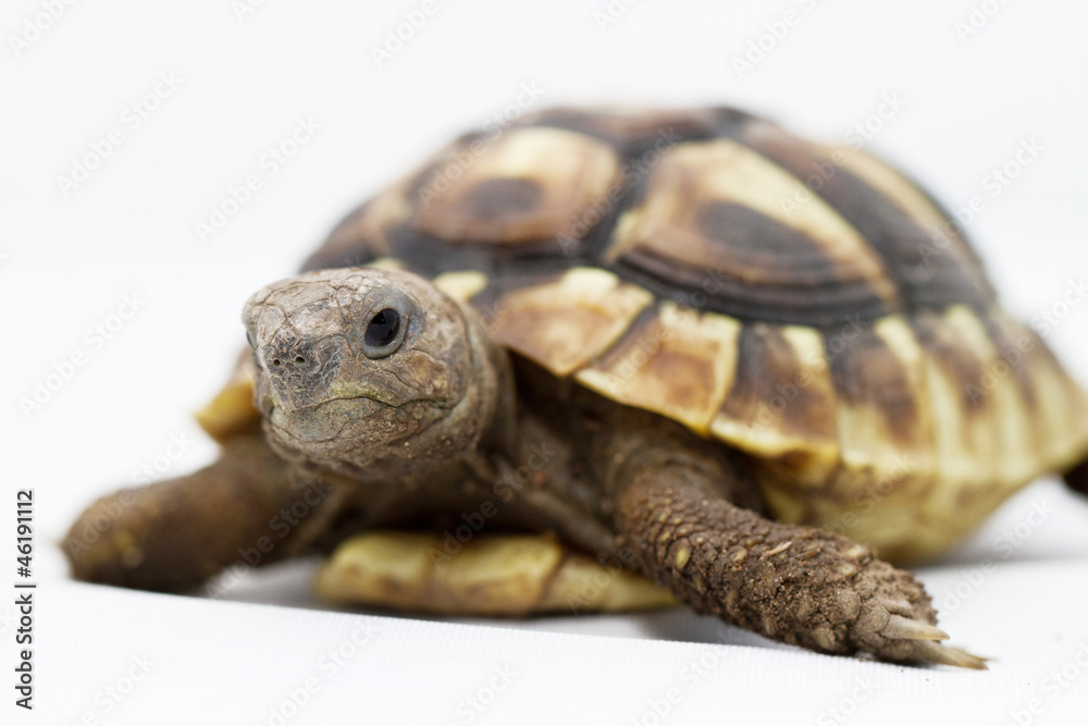 Young turtle on a white background Young turtle on a white background