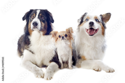 australian shepherds and chihuahua