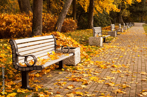 The perspective of the row of benches in autumn park while fall