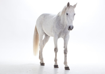 Horse portrait in photo studio