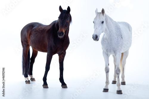 Fototapeta Naklejka Na Ścianę i Meble -  Horse portrait in photo studio