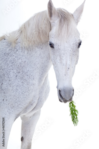 Fototapeta Naklejka Na Ścianę i Meble -  Horse portrait in photo studio