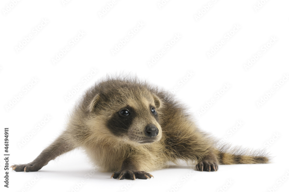 Obraz premium Young Raccoon