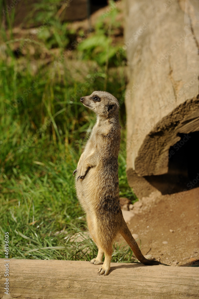 Fototapeta premium Meerkat