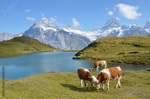 Cows in an Alpine meadow. Jungfrau region, Switzerland