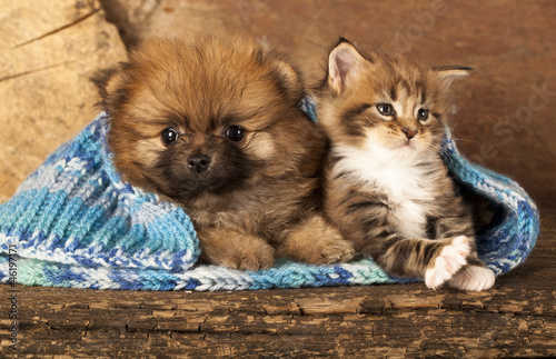 Spitz puppy and kitten breeds Maine Coon, Cat and dog #46197171